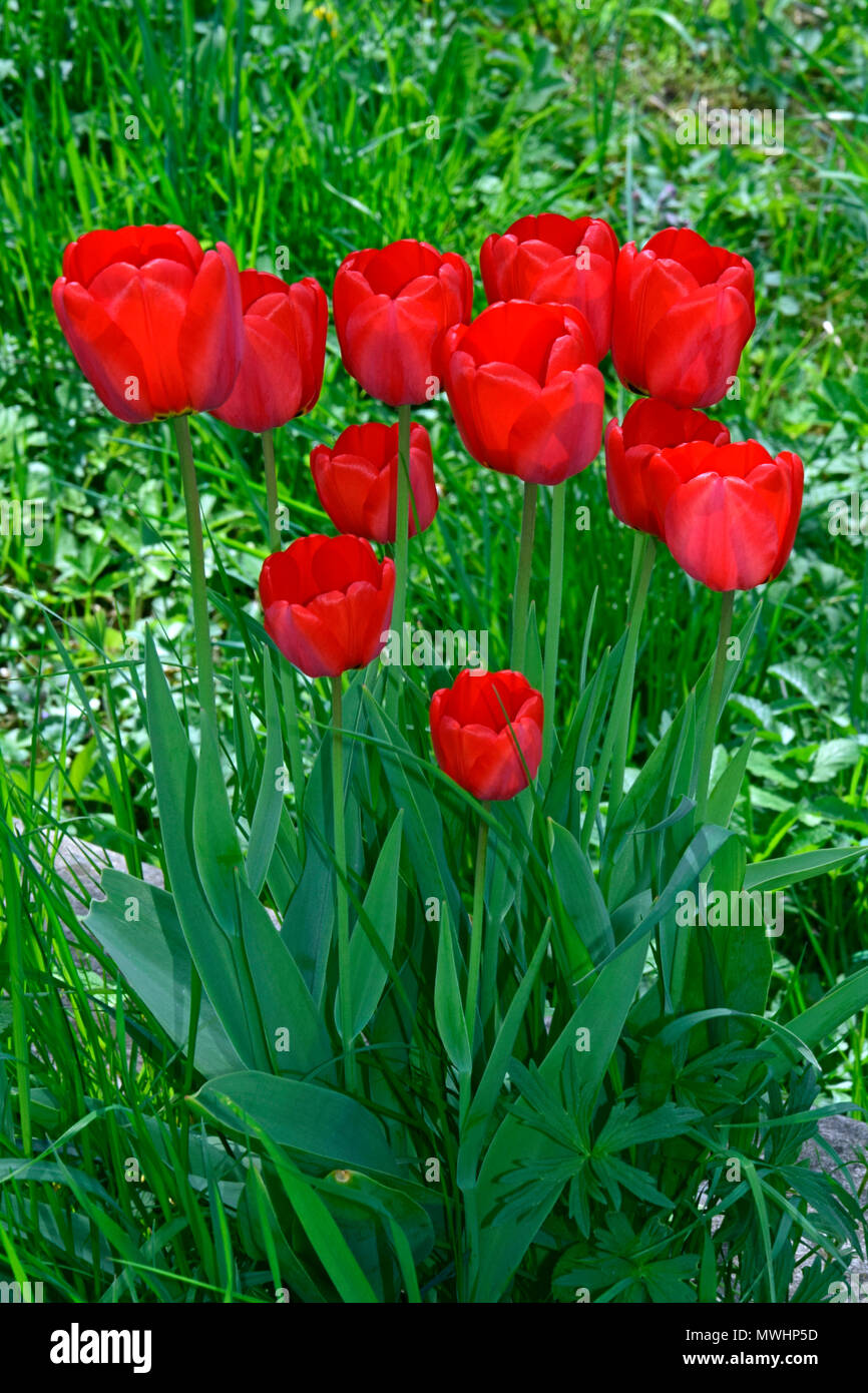Cluster von leuchtend roter Tulpen auf grünem Hintergrund Stockfoto