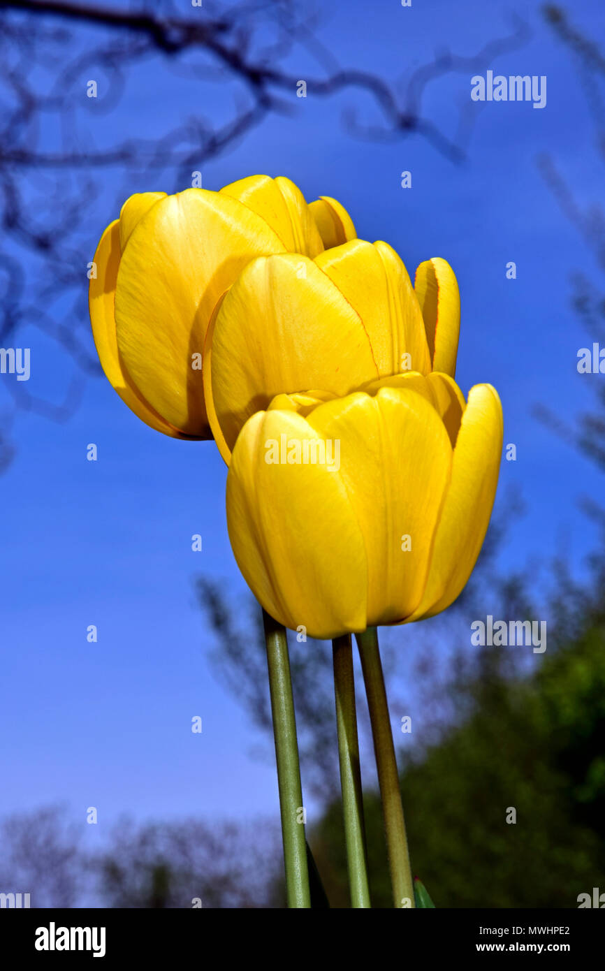 Gelbe Perspektive gegen den blauen Himmel, von Tulip cups erstellt Stockfoto