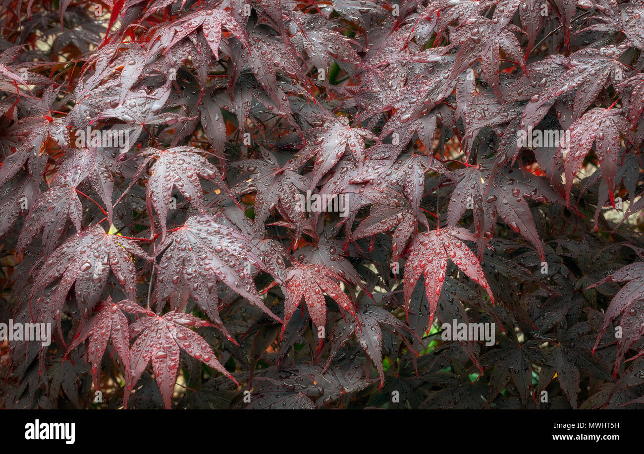 Wassertropfen auf Acer Blätter Stockfoto
