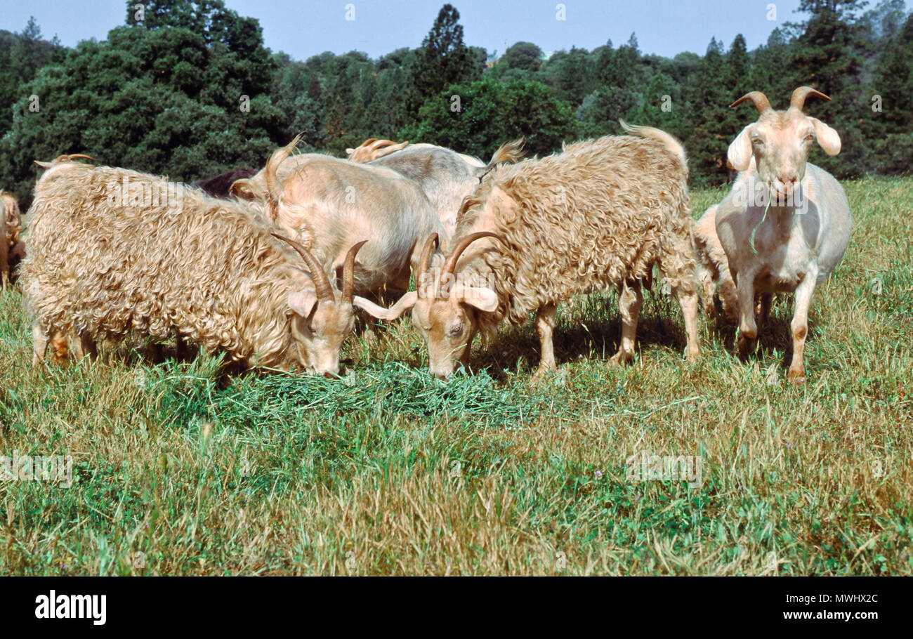 Angora 'Nanny' Ziegen konsumieren Schnittvorschub, Wiese, "Capra aegagrus Circus". Stockfoto