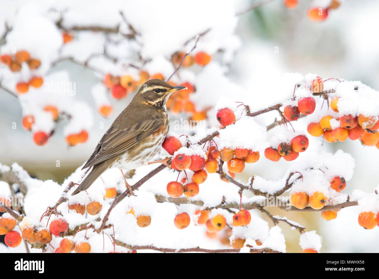 Redwing in einem britischen Wintergarten, Großbritannien, Großbritannien Stockfoto