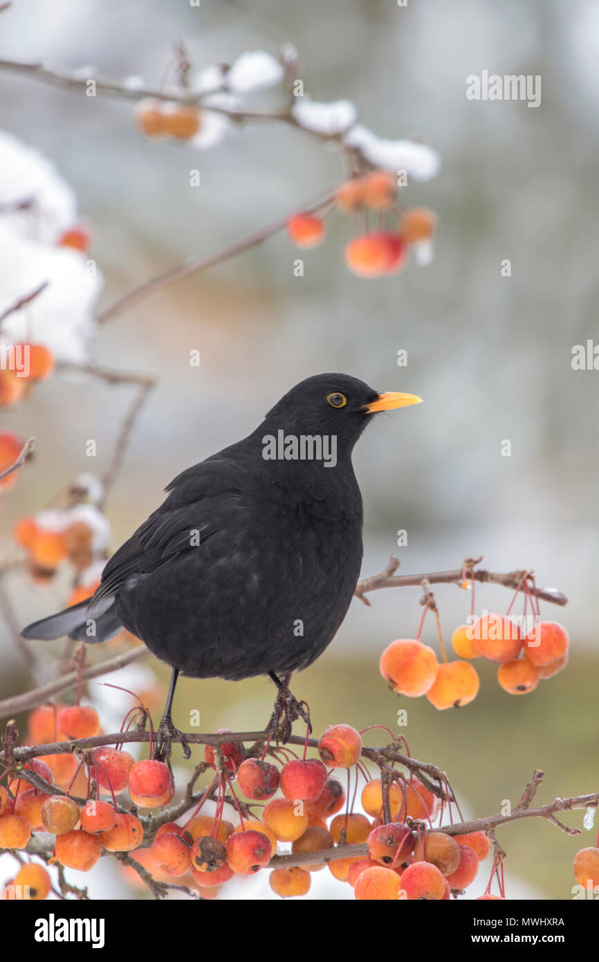 Männliche schwarze Vogel (Turdus merula) in einem Crab Apple Tree in Winter, Großbritannien, Großbritannien Stockfoto