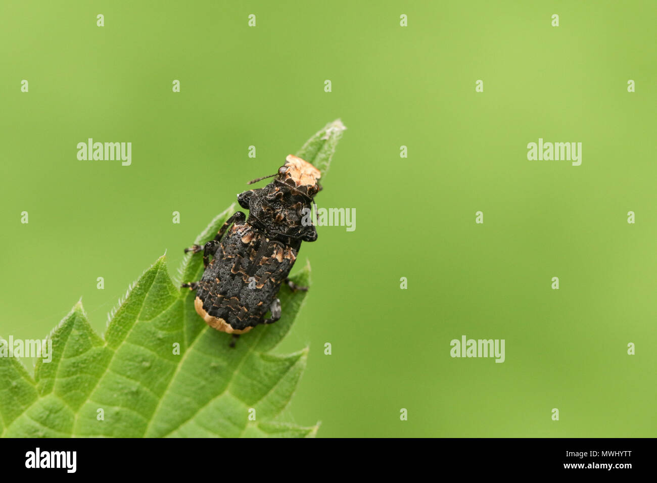 Eine atemberaubende Knappen Pilz aus der Familie der Rüsselkäfer (Platyrhinus resinosus) auf ein Blatt. Stockfoto