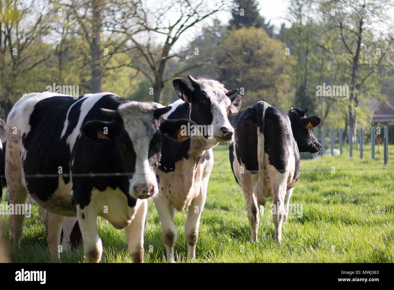 Kühe auf dem Feld an einem sonnigen Tag Stockfoto