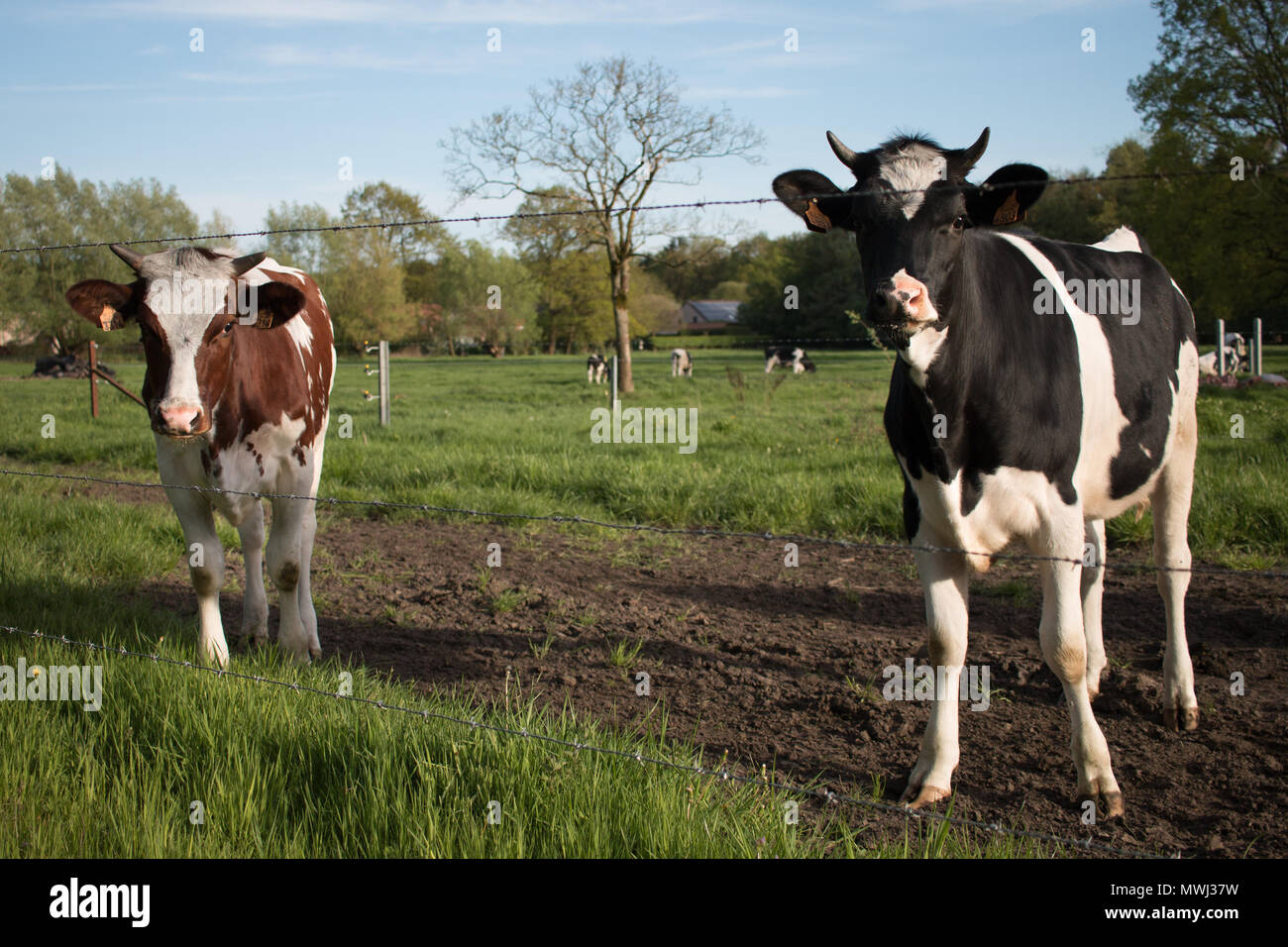 Kühe auf dem Feld an einem sonnigen Tag Stockfoto