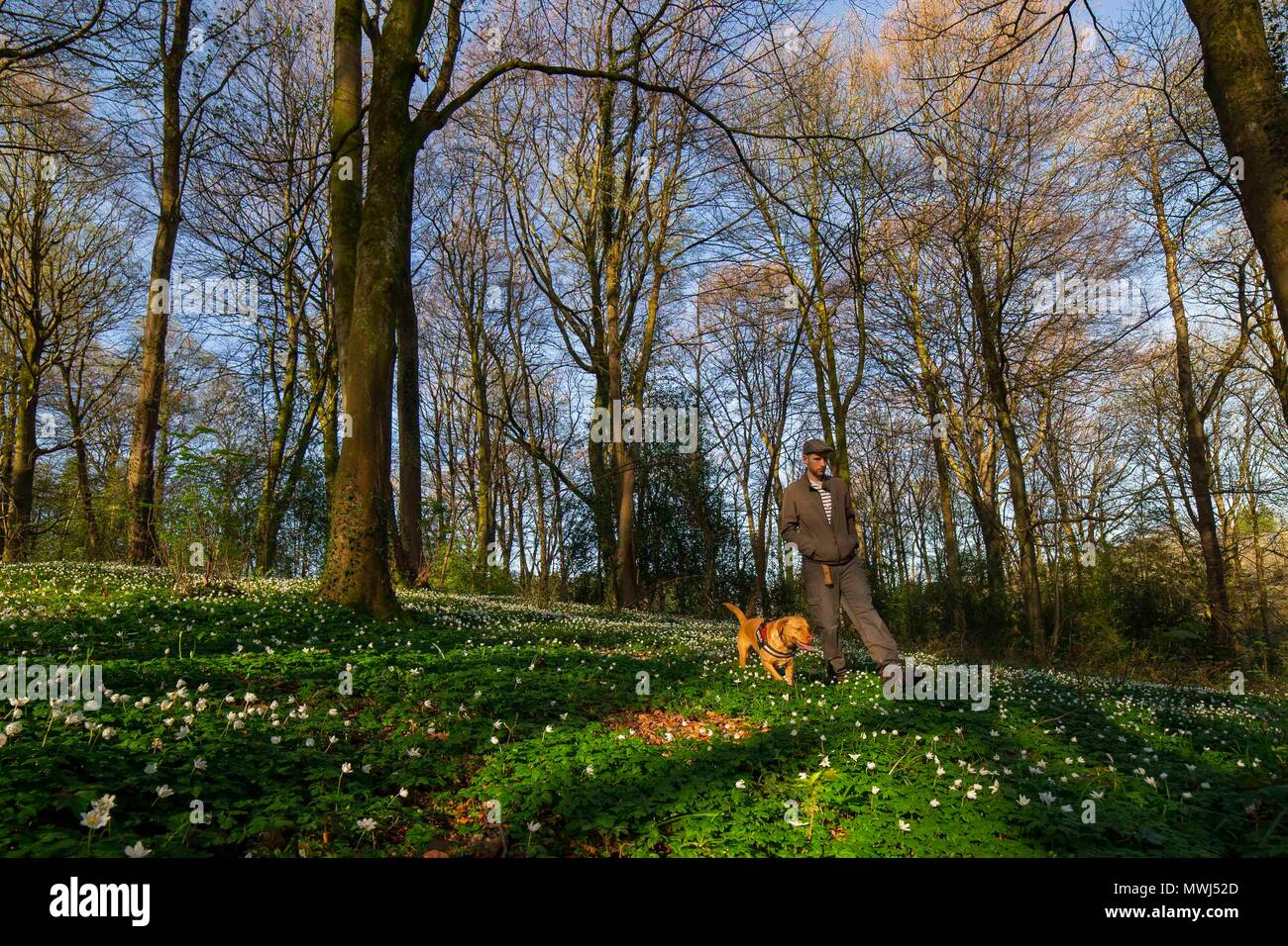 Ein Mann und sein Hund Spaziergang durch den Wald. Stockfoto