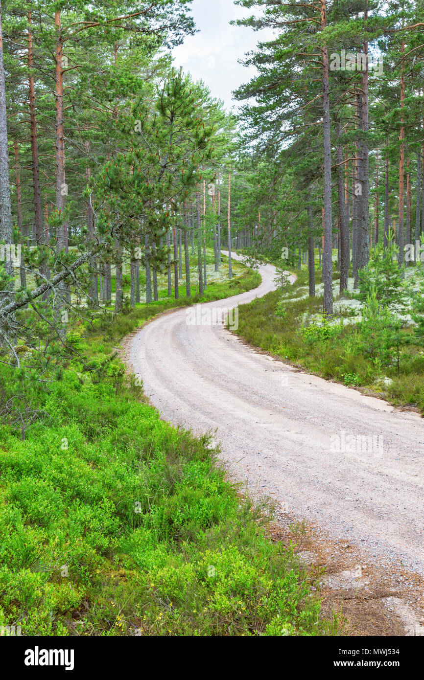 Kurvigen Schotterpiste durch den Wald landschaft Stockfoto