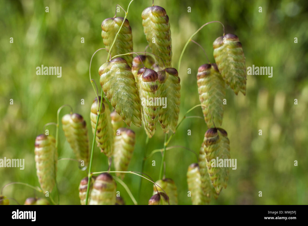 Große Beben - Gras/größeren Beben Gras (Briza maxima) - als Zierpflanze Gras verwendet. Wilde Gräser wachsen. Stockfoto