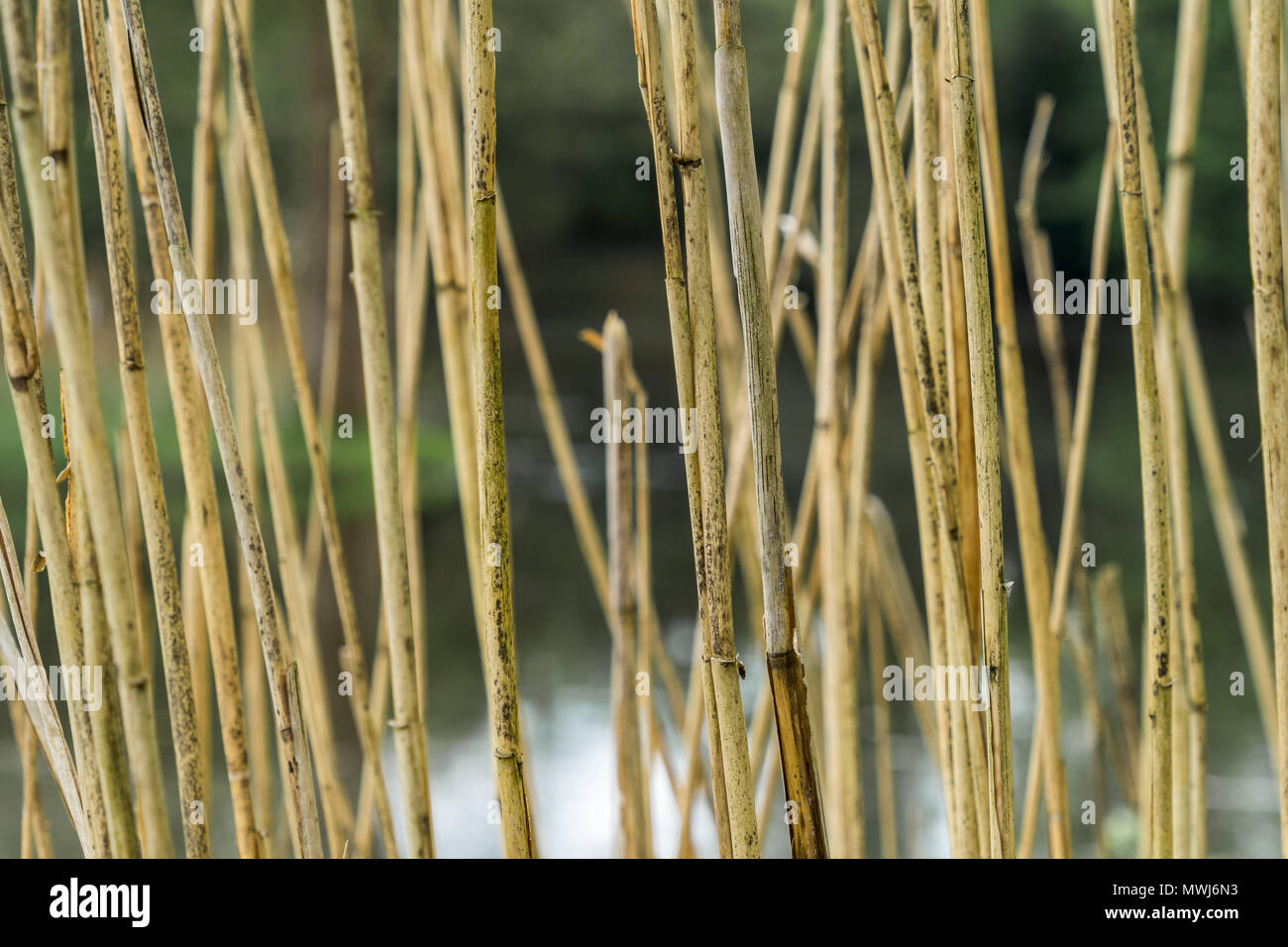 Abstraktes Bild mit geringer Tiefenschärfe der Reed Stengel am Rande eines Baches, Hintergrund Stockfoto