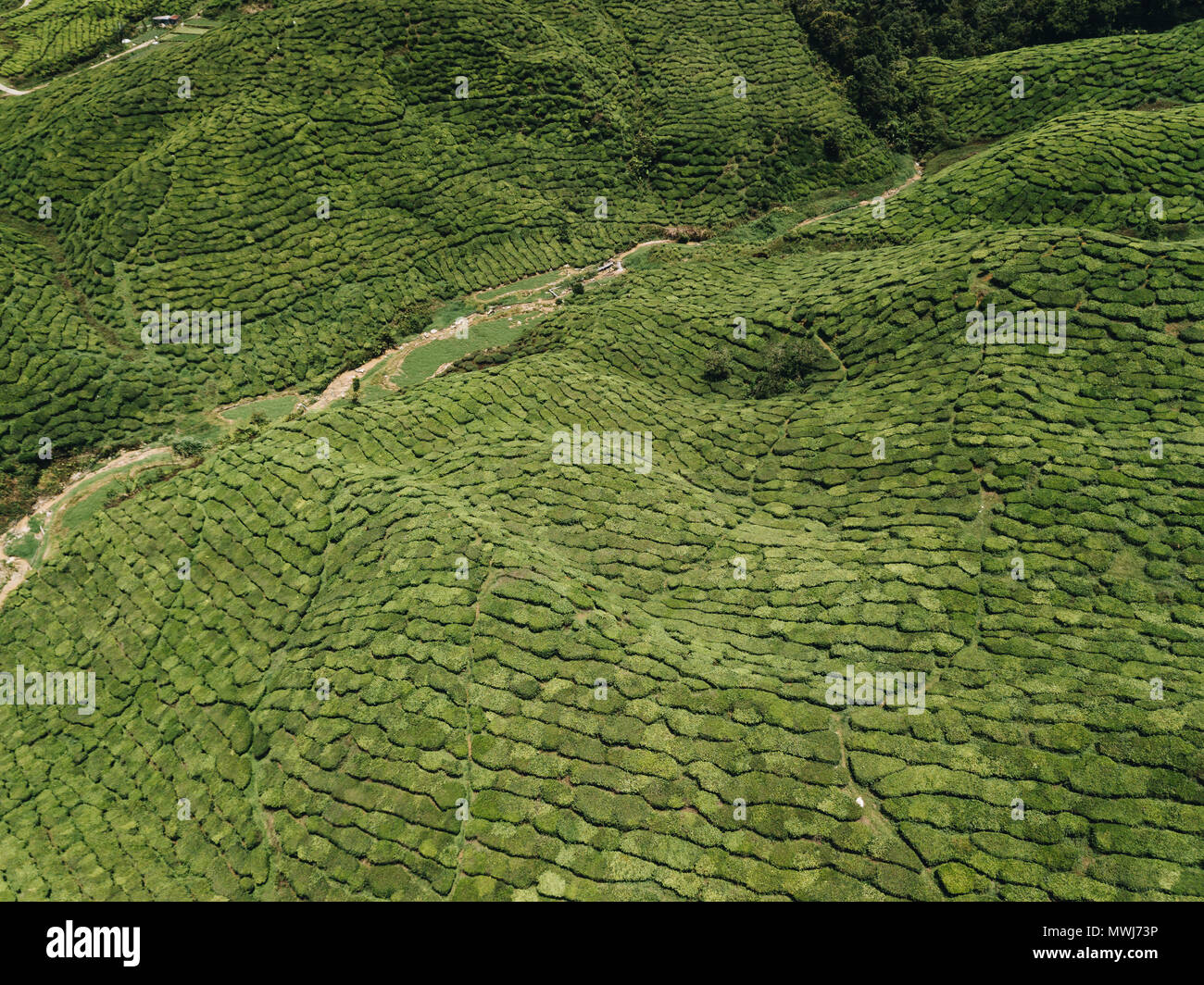 Teeplantagen in den Cameron Highlands, Malaysia. Stockfoto