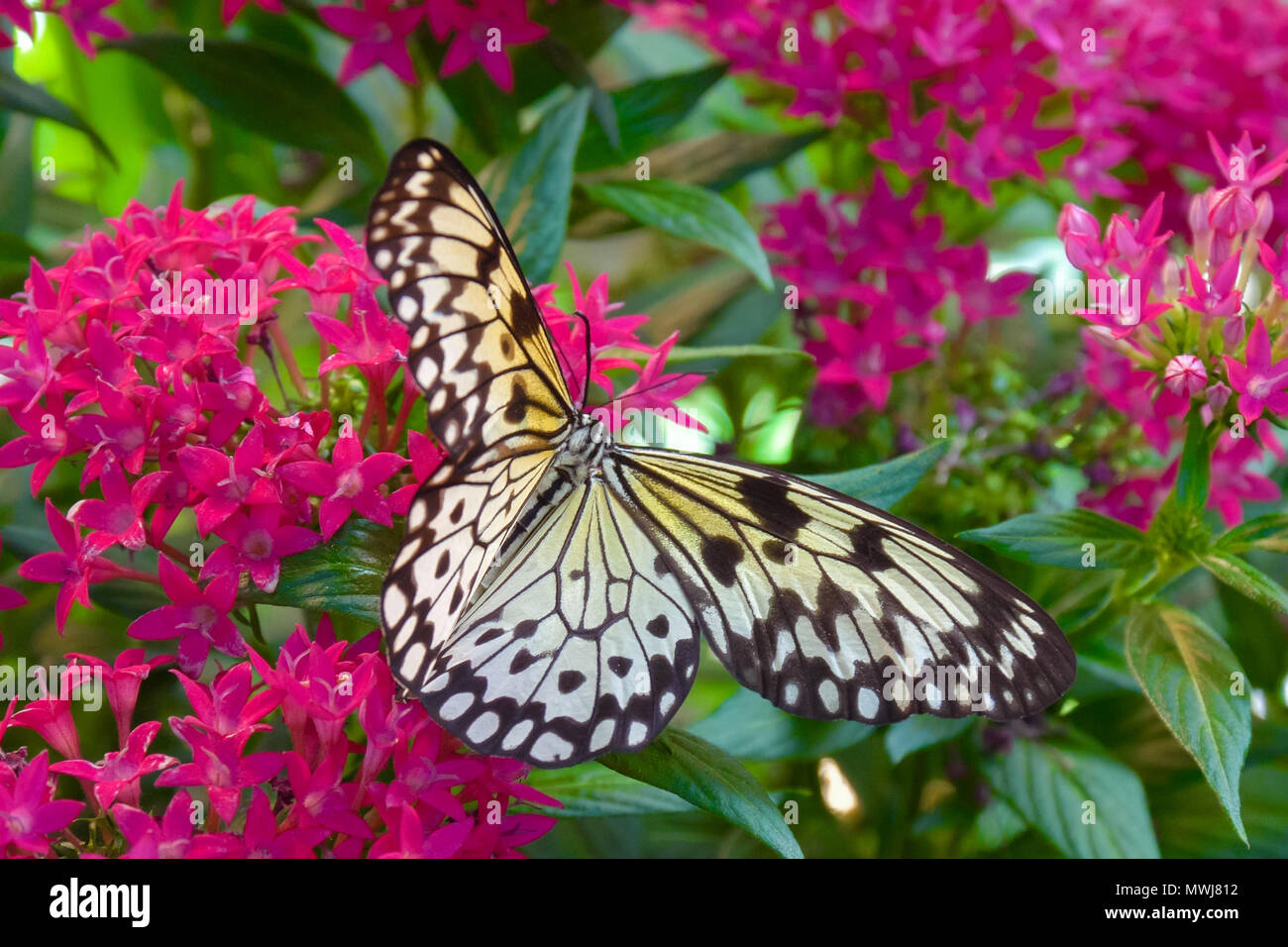 Schmetterlinge und tropische Blume Stockfoto