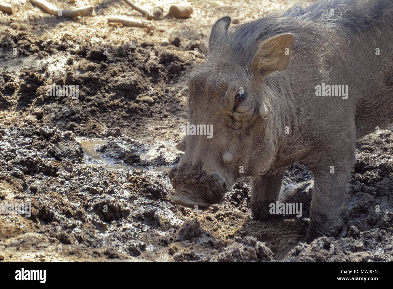 Warzenschwein ist das Graben der Erde in der Savanne Stockfoto