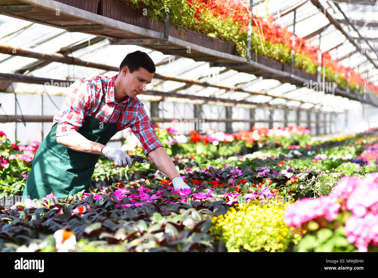 Gärtner arbeitet in einem Gewächshaus einer Flower Shop Stockfoto