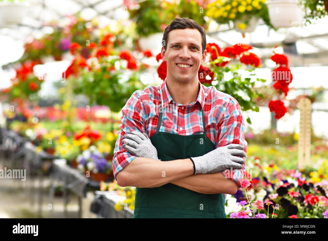 Gärtner arbeitet in einem Gewächshaus einer Flower Shop Stockfoto