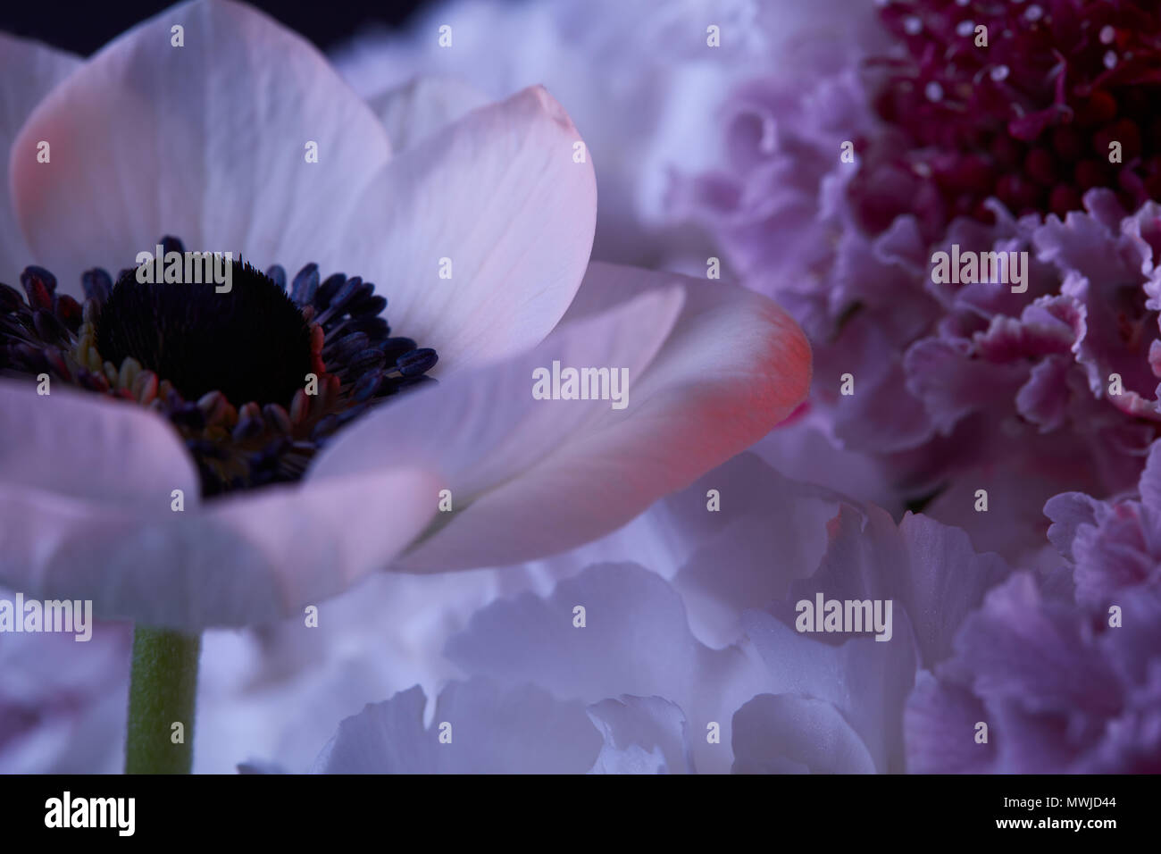 Die Zustellung der Blumen in verschiedenen Farben auf dunklem Stockfoto