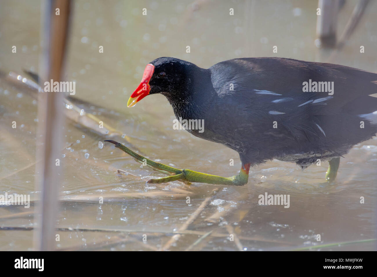 Common Gallinule, (Gallinula galeata), Bosque Del Apache National Wildlife Refuge, New Mexico, USA. Stockfoto