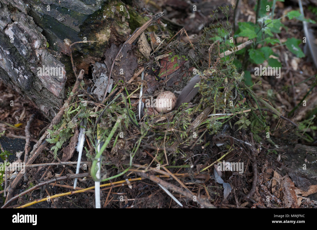Nest und einzelnes Ei von Common Moorhen, Gallinula chloropus, auch bekannt als Moorhen, Swamphen, Regent's Park, London, Vereinigtes Königreich Stockfoto