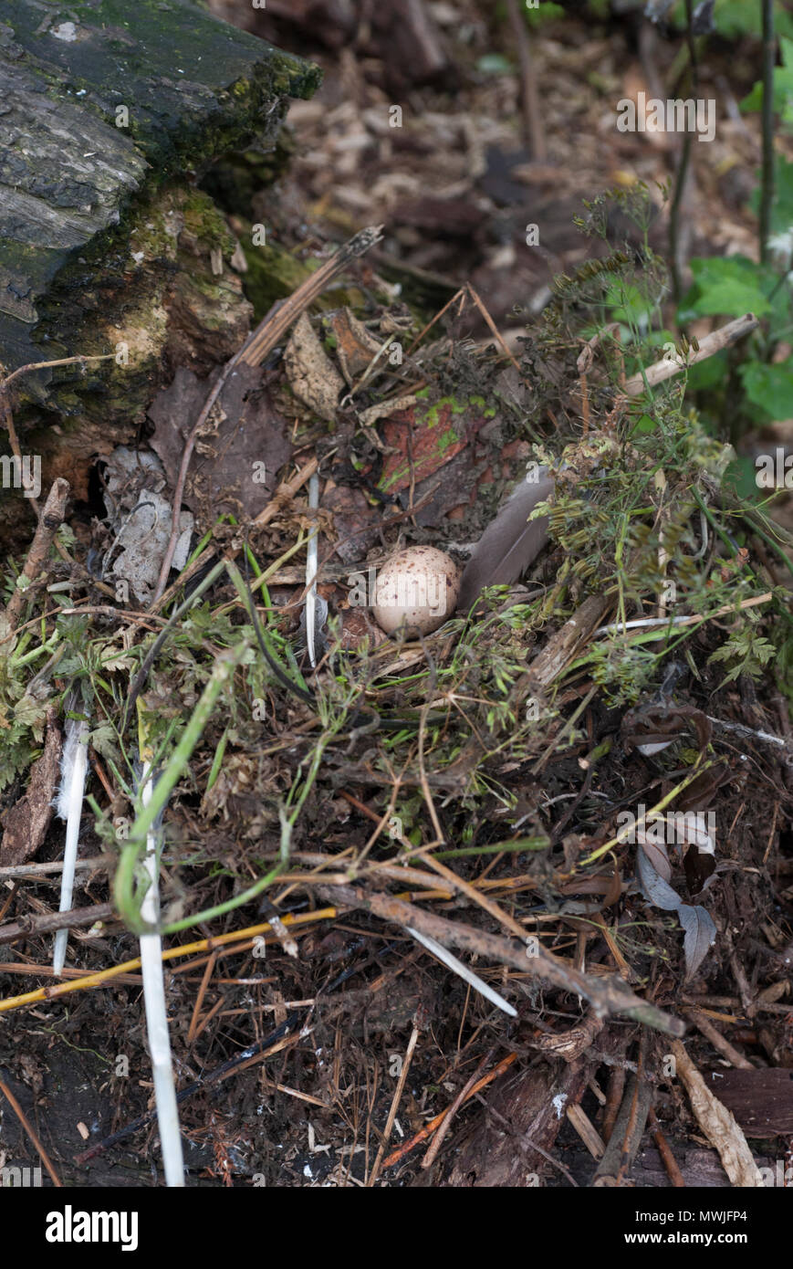 Nest und einzelnes Ei von Common Moorhen, Gallinula chloropus, auch bekannt als Moorhen, Swamphen, Regent's Park, London, Vereinigtes Königreich Stockfoto