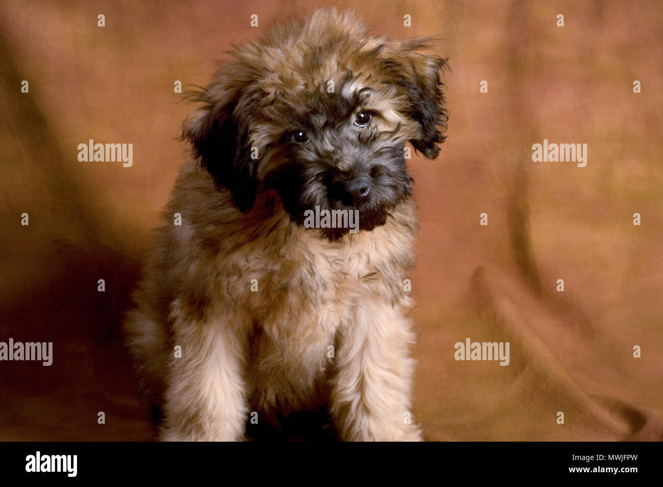 Whoodle Welpen Portrait Stockfoto