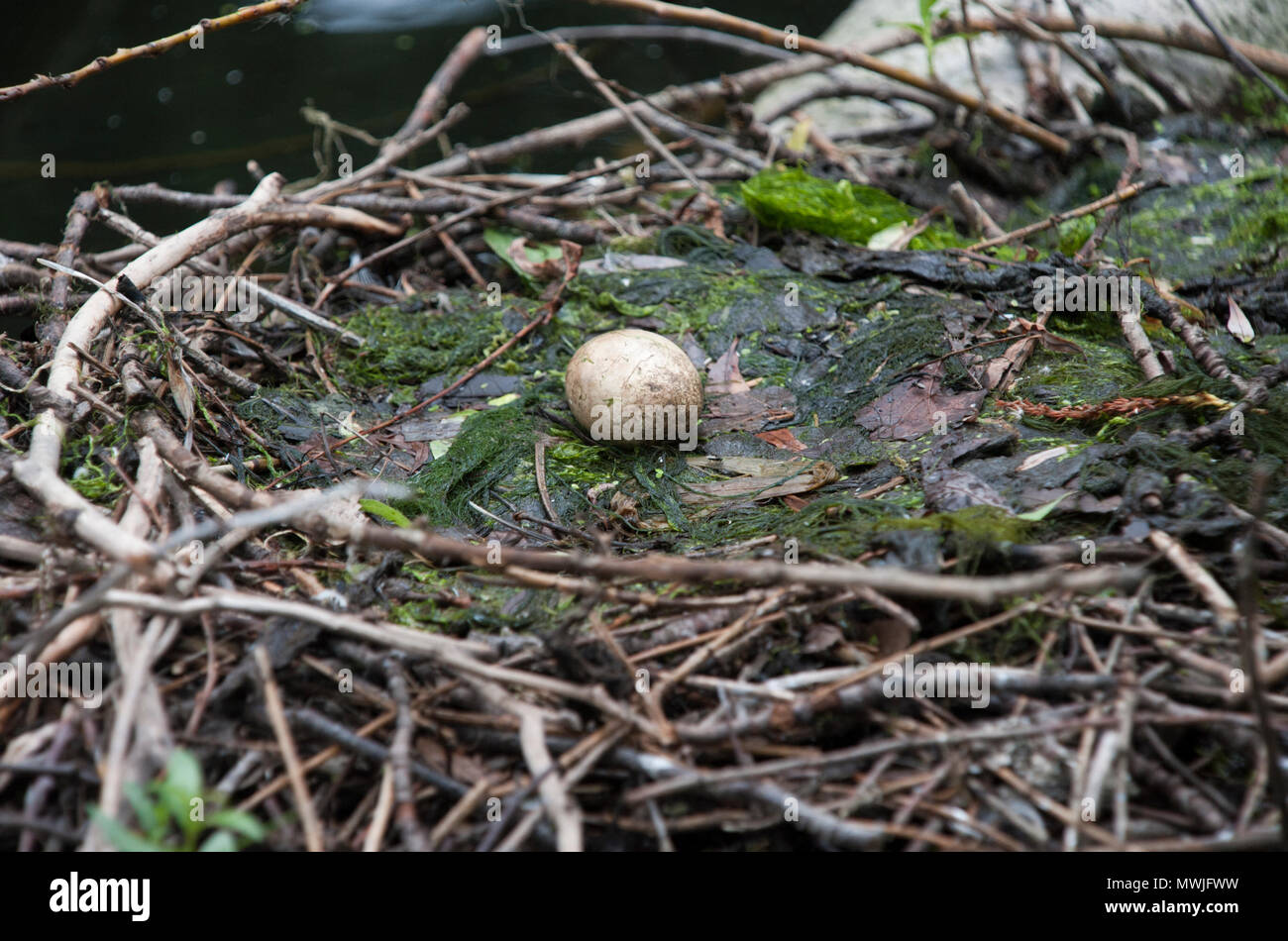 Ei der Haubentaucher im Nest, (Podiceps cristatus), Walthamstow Stauseen, London, Vereinigtes Königreich Stockfoto