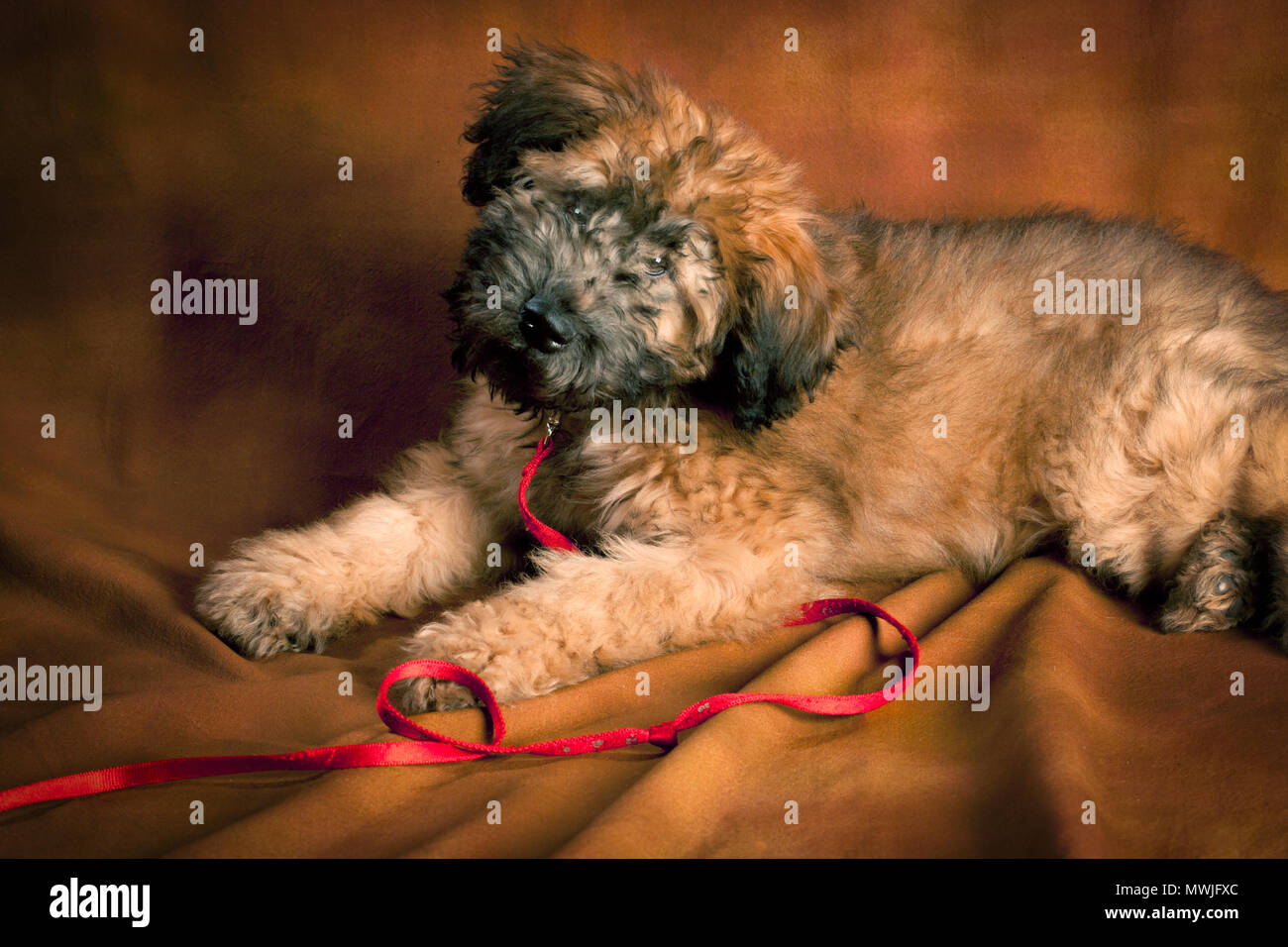 Whoodle Welpe mit roten Leine Stockfoto