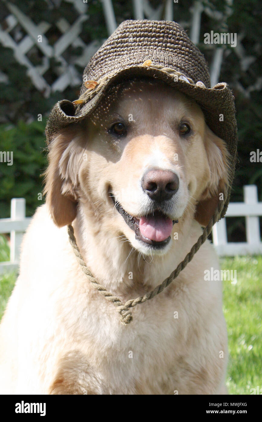 Golden Retriever mit Hut Stockfoto