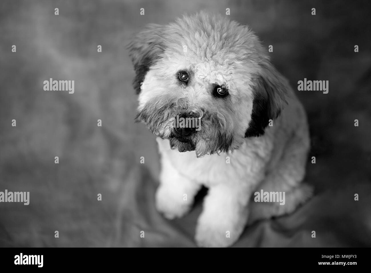 Whoodle Welpen Portrait Stockfoto