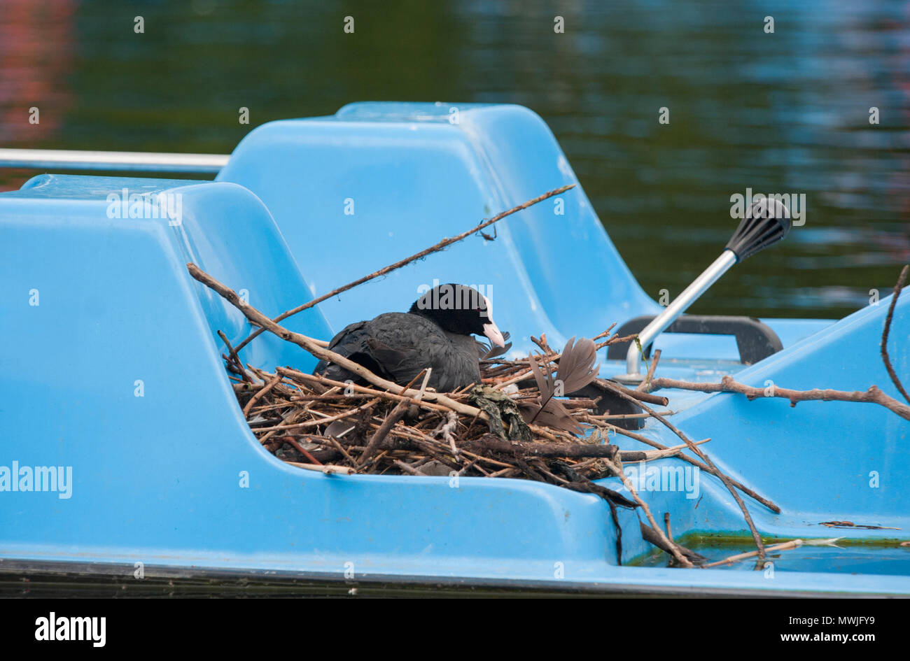 Eurasischen Blässhuhn (Fulica atra), auch bekannt als die Gemeinsame Blässhuhn oder Blässhuhn, am Nest auf einem Tretboot auf dem Regents Park, London, Vereinigtes Königreich Stockfoto