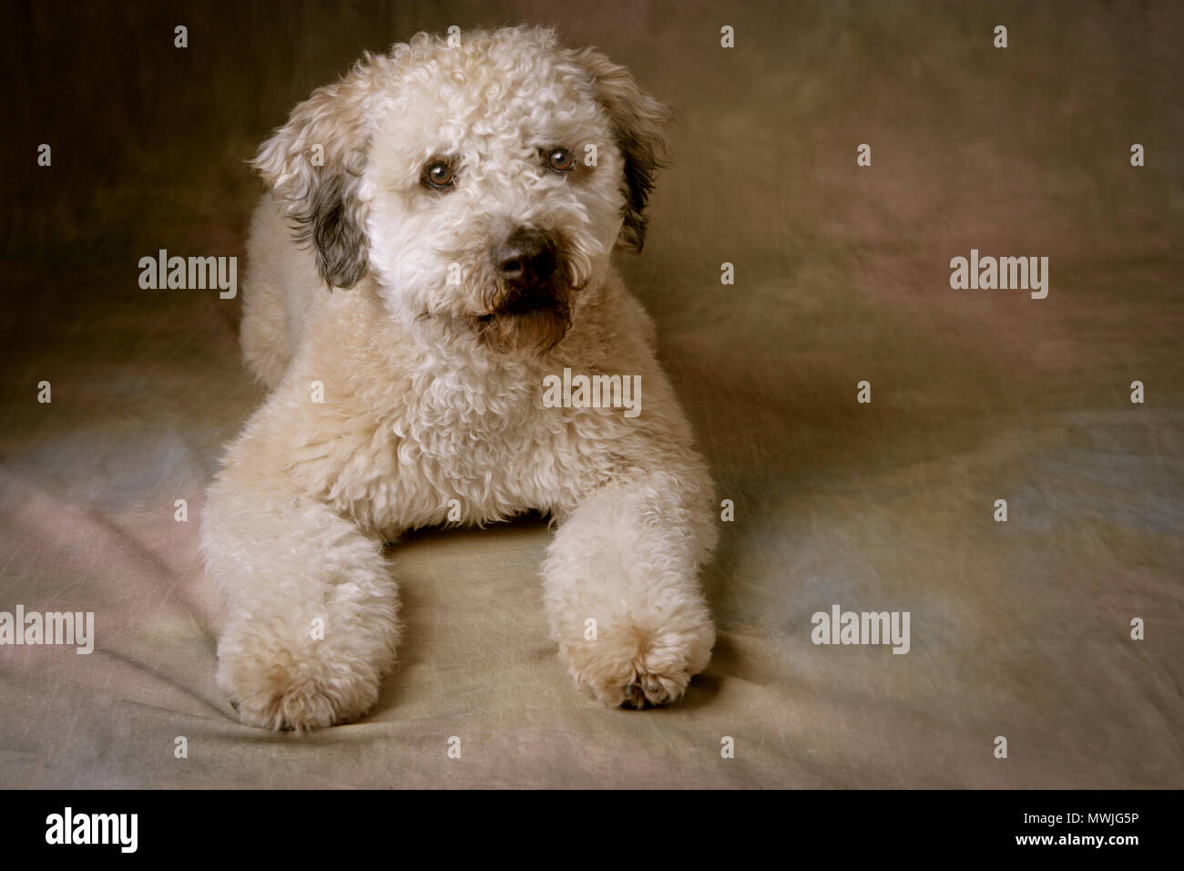 Whoodle Portrait studio Hintergrund Stockfoto