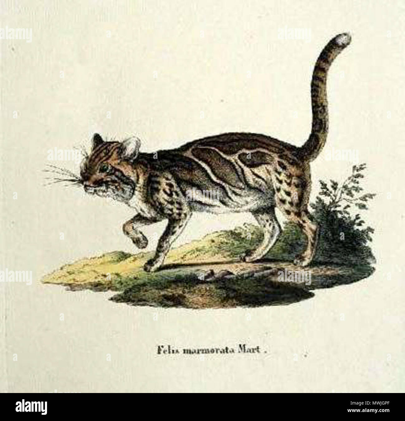 Pardofelis Marmorata 28 X 21 Cm English Marmorkatze Englisch Marbeld Katze Francais Chat Marbre Ca 15 Schleich August 1814 1865 468 Pardofelis Marmorata Stockfotografie Alamy