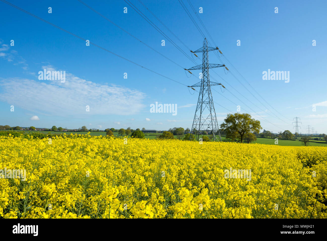 Strommasten in gelben Rapsfeld mit blauem Himmel, Coventry, West Midlands, UK Stockfoto
