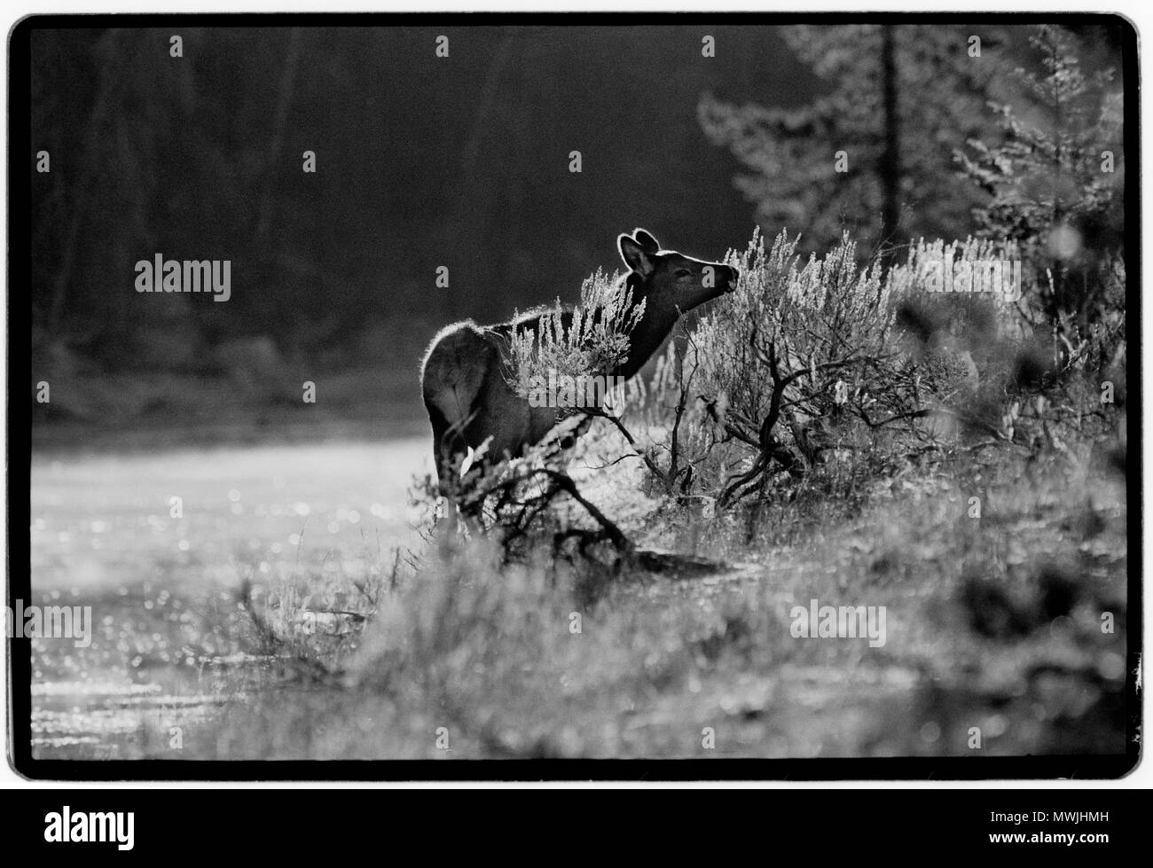 Yellowstone Nationalpark, Wyoming-Montana, USA. 1988 Yellowstone National Park ist ein Nationalpark in den US-Bundesstaaten Wyoming, Montana und Idaho. Es wurde von der US-amerikanischen Kongress gegründet und in das Gesetz von Präsident Ulysses S. Grant, die am 1. März 1872 unterzeichnet. Yellowstone war der erste Nationalpark in den USA und ist auch weit verbreitete der erste Nationalpark der Welt sein.[6] Der Park für seine Tierwelt und seine vielen geothermalen Merkmale, vor allem Old Faithful Geyser, eines der beliebtesten Features.[7] Es hat viele Arten von Ökosystemen bekannt ist, die aber der subalpinen Wald ist die Abu Stockfoto