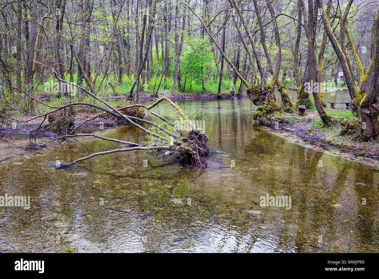 Fluss Bosna in Vrelo Bosne in der Nähe von Sarajevo, Bosnien und Herzegowina. Stockfoto
