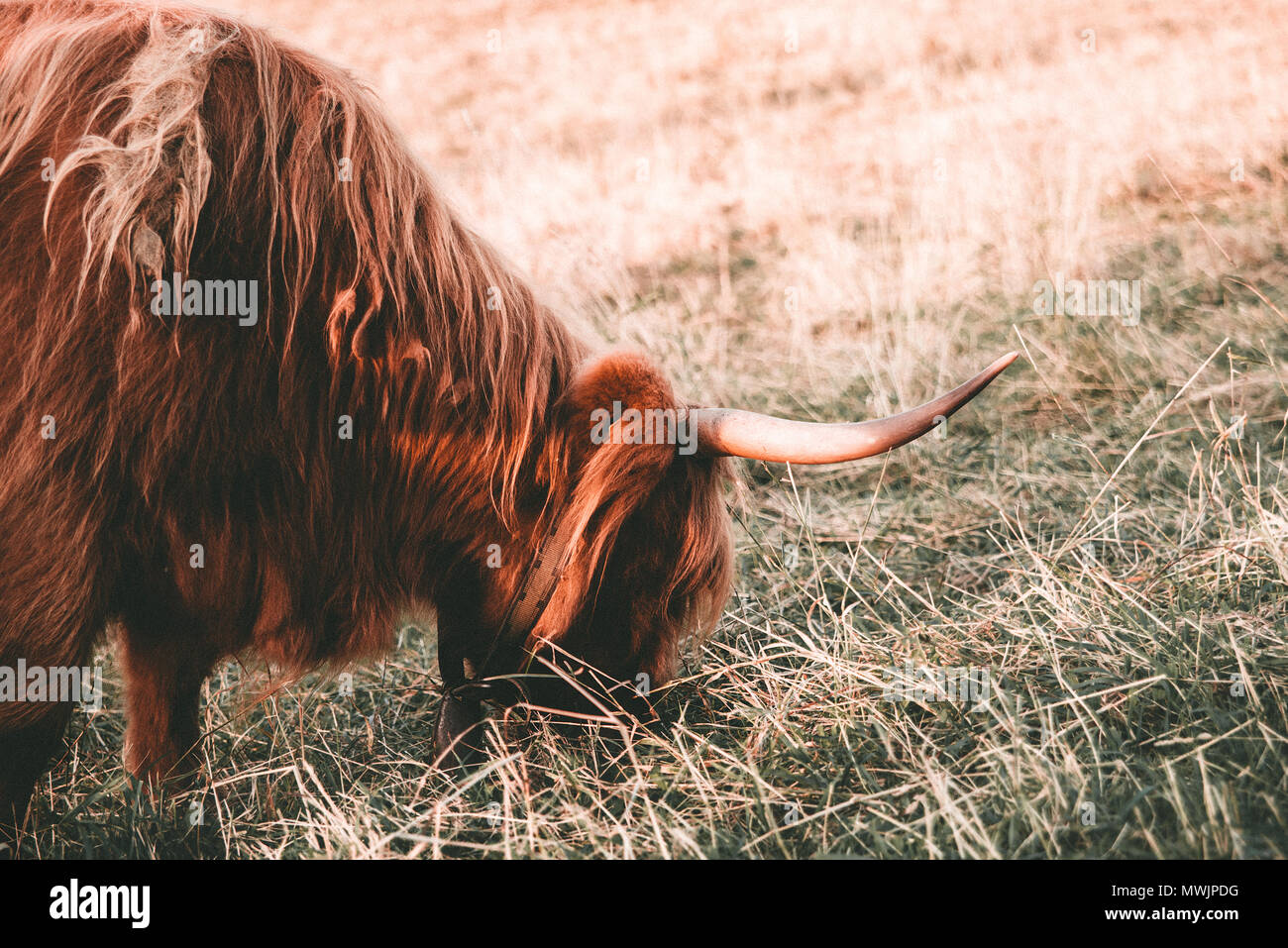 Highland Kuh mit braunen langen Haaren. Gehörnte highland Beweidung auf dem Gras in der Nähe des Teiches und die Berge. Film frame. Tiere Konzept. Stockfoto