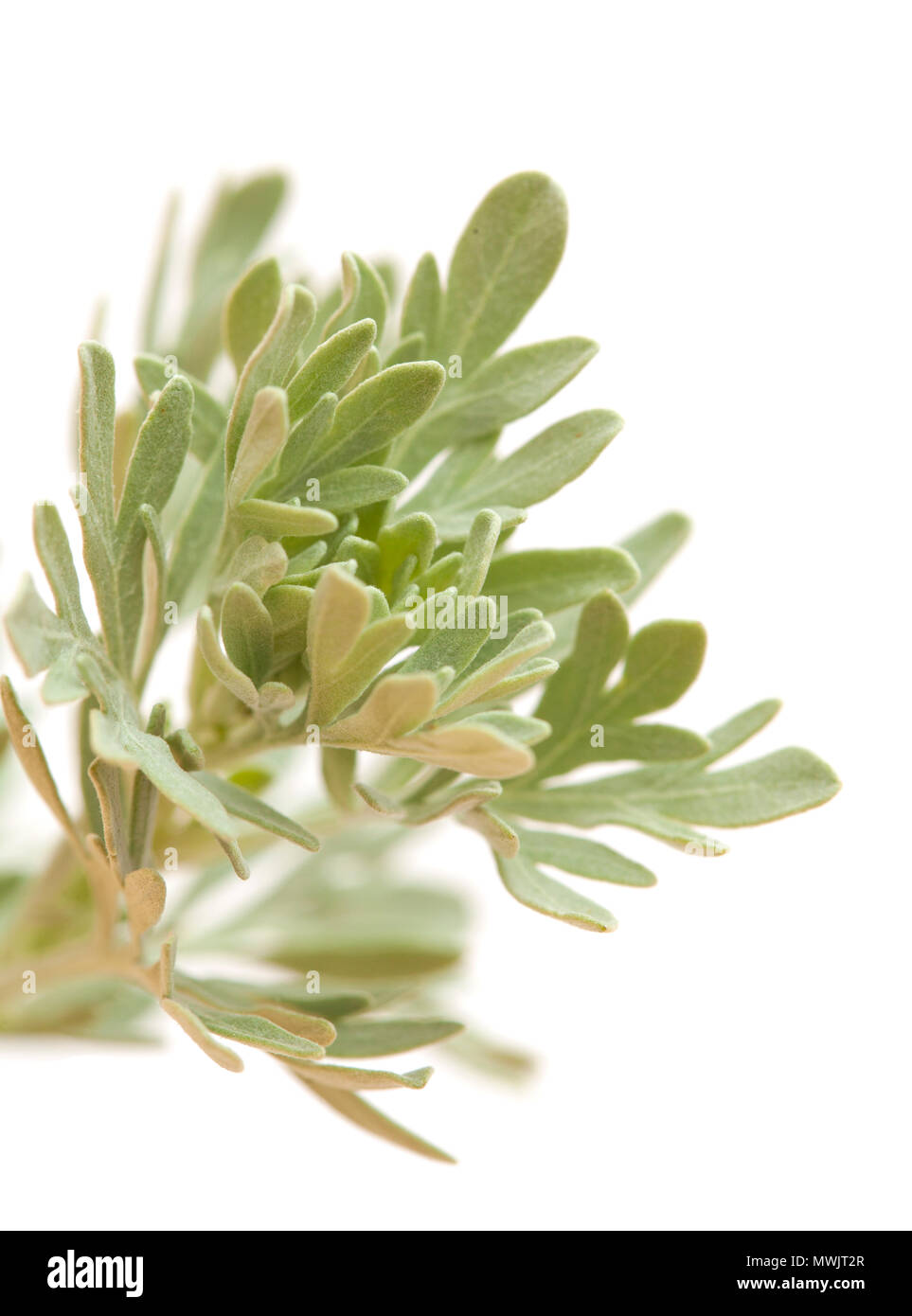 Flora von Gran Canaria - Artemisia thuscula, nicht-blühenden Zweig, d. h. lokal "Incienso Weihrauch für seinen starken Geruch Stockfoto