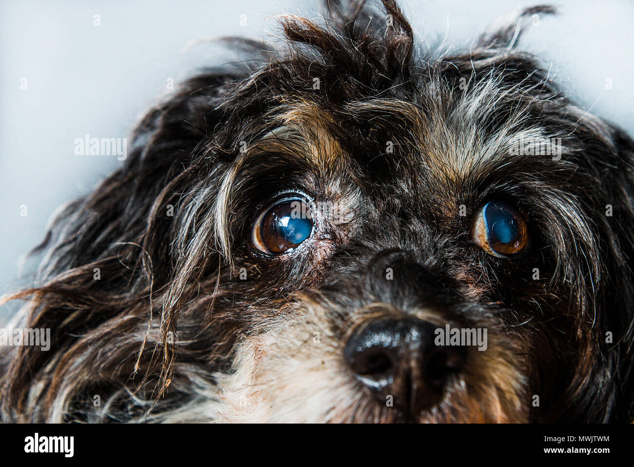 - Bis auf die Augen eines Hundes schließen, Katarakte in einen Hund. Black Dog, Chinese Crested Katarakt. Nebligen Augen in den Hund, Glaukom, Augenkrankheiten, Blindheit, ambl Stockfoto