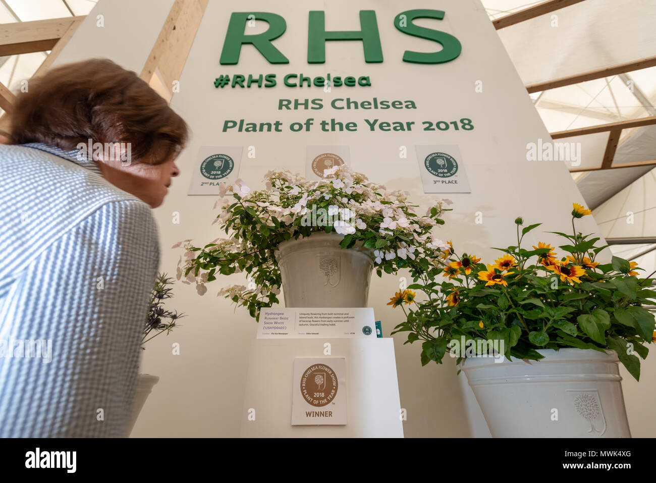 Ein Besucher schaut sich die RHS Chelsea Pflanze des Jahres 2018, eine Hortensie Runaway Bride Schnee fallen, (Foto) auf der Chelsea Flower Show in L Stockfoto