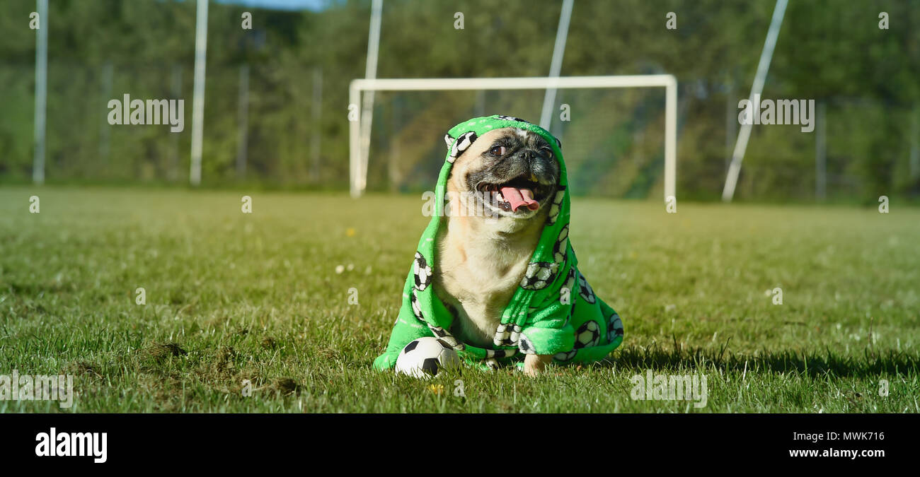 Kleiner Hund sitzt auf dem Fußballplatz. Der Mops trägt einen Bademantel mit Fußball-Motiven. Er ist aufmerksam und bewacht eine kleine Fußball. Es ist eine sonnige Stockfoto