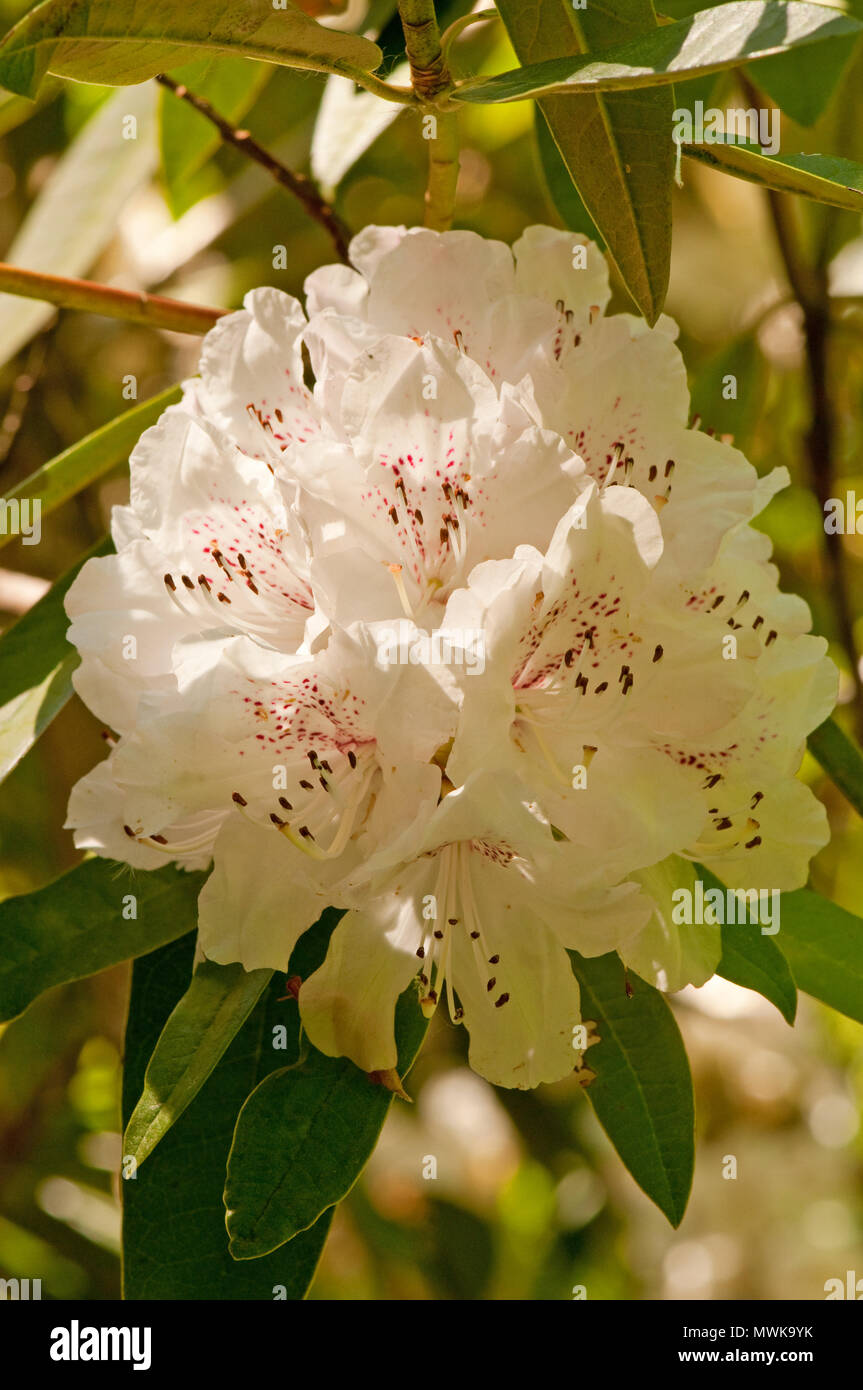 Weiße Rhododendron Blüten Stockfoto