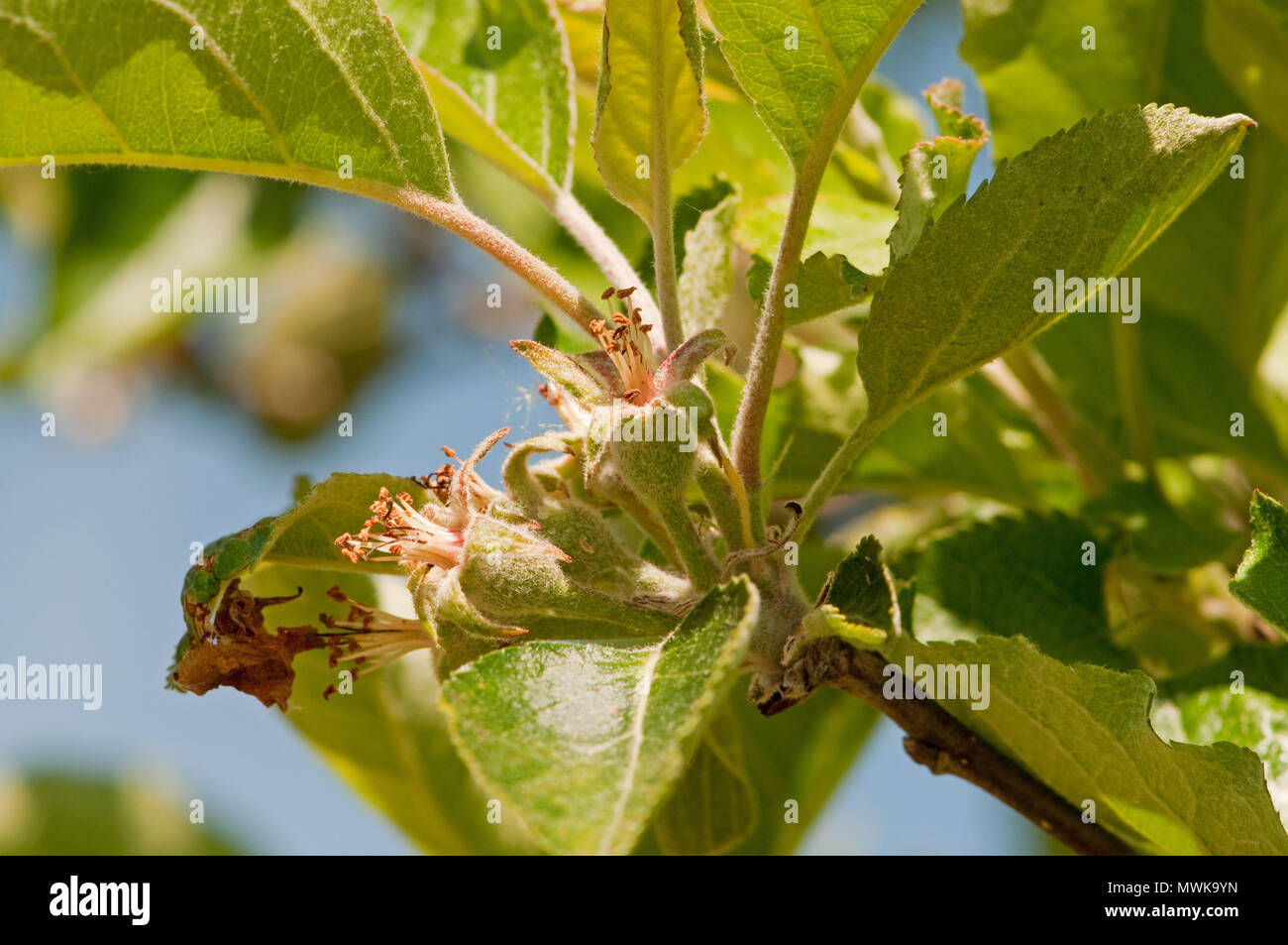 Junge Äpfel auf einem Apfelbaum Stockfoto