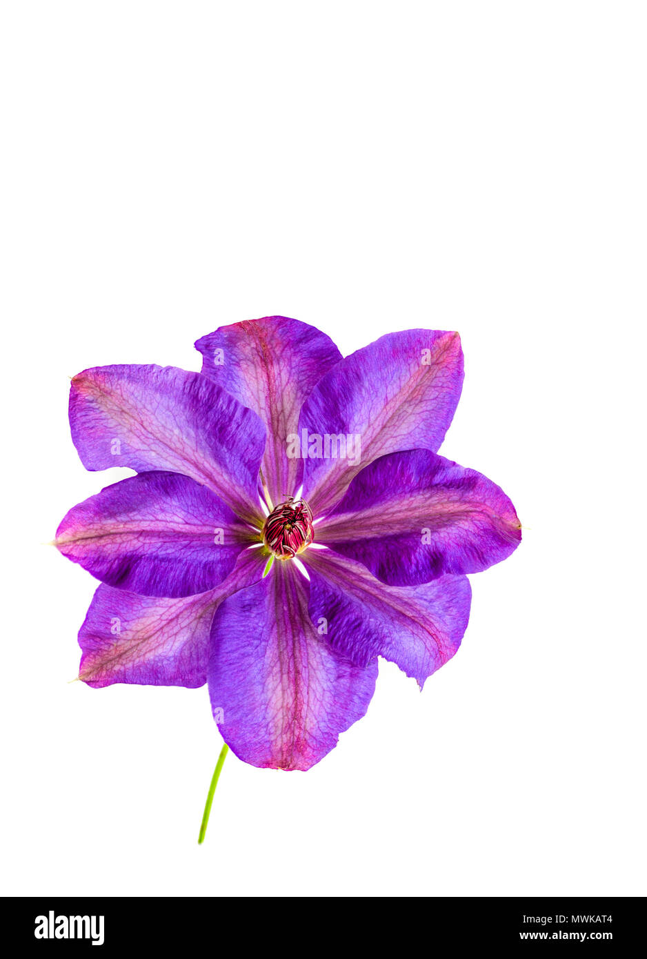 Acht Blütenblatt violett gefärbt Blume von einem Clematis Elsa Spath Kletterpflanze. Stockfoto