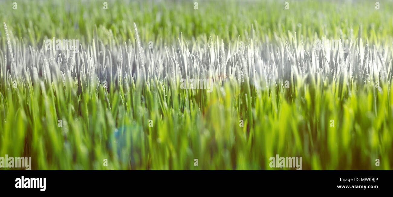 Nahaufnahme eines Fußballfeldes Kennzeichnung Stockfoto
