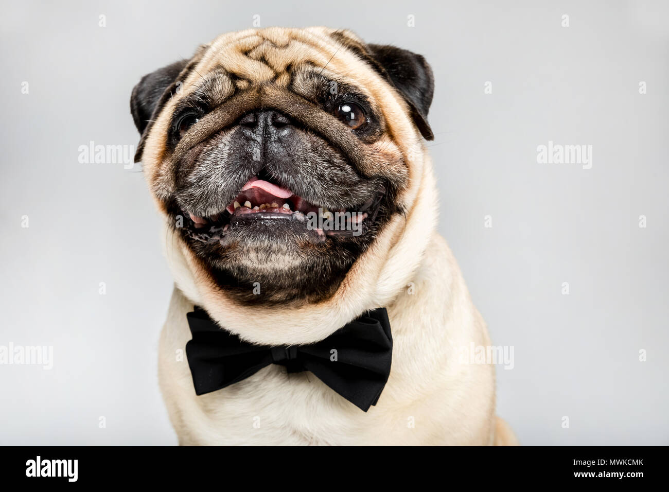 Studio shot lustige Mops Hund in Bow Tie, isoliert auf Grau Stockfotografie  - Alamy