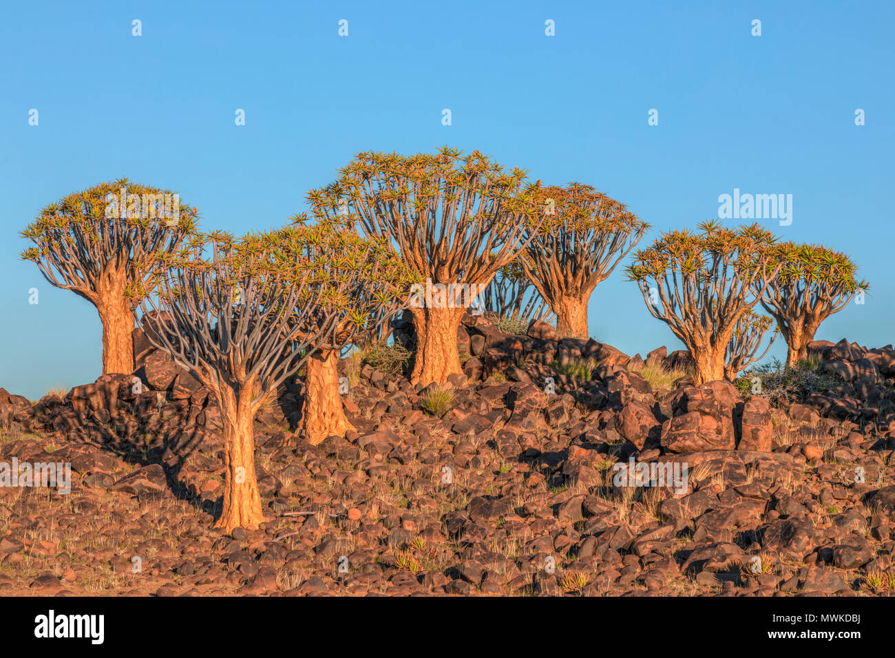 Köcherbaumwald, Keetmanshoop, Namibia, Afrika Stockfoto