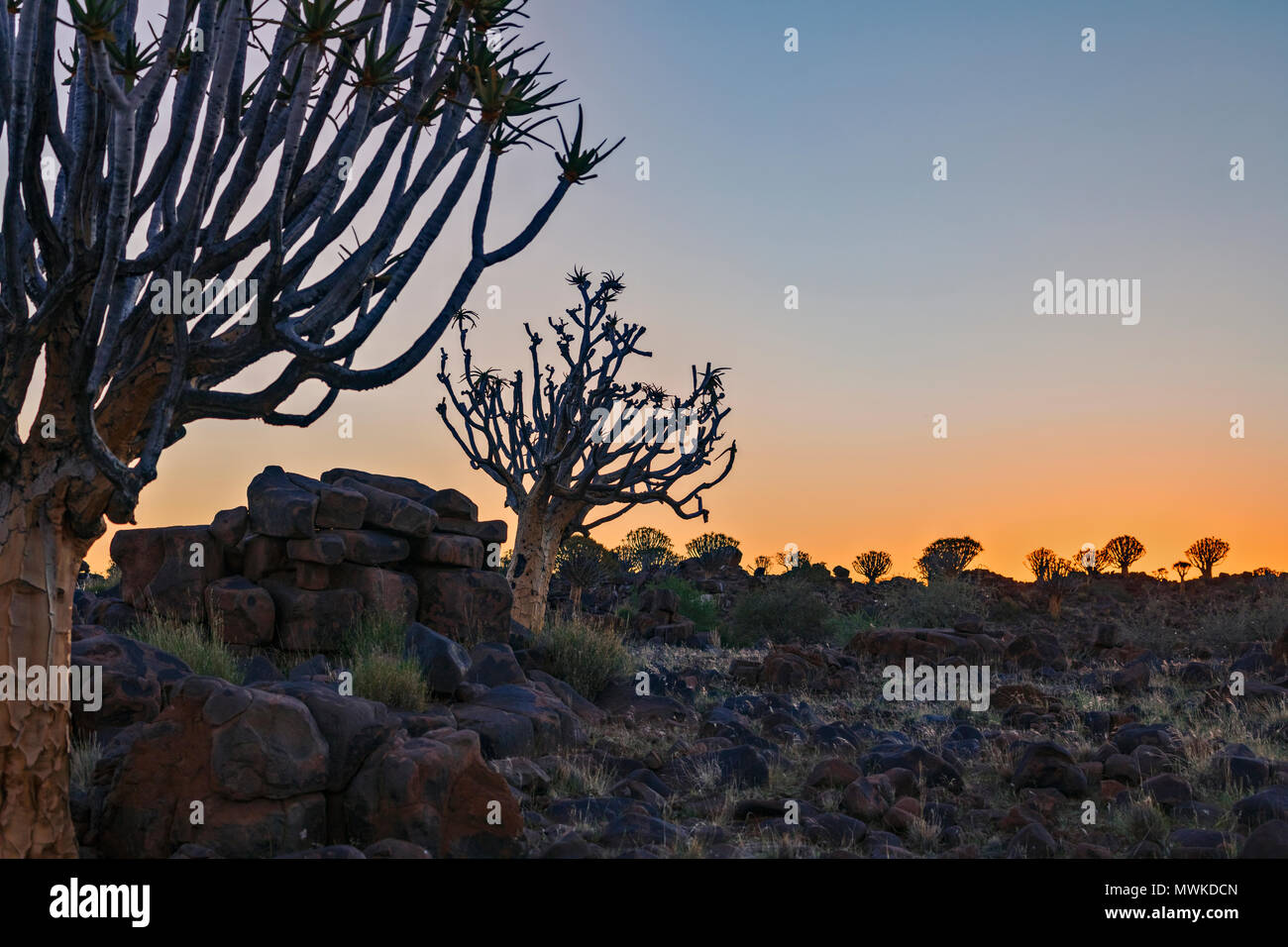 Köcherbaumwald, Keetmanshoop, Namibia, Afrika Stockfoto