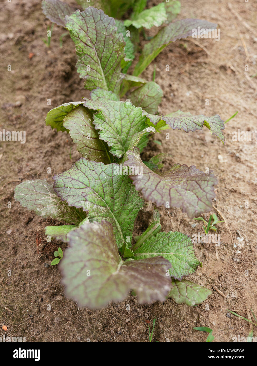 Riesensenf Fotos und Bildmaterial in hoher Auflösung Alamy