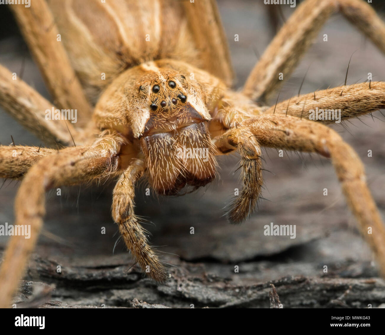 Baumschule Web spider (Pisaura mirabilis) Nahaufnahme von Gesicht und Kopf. Tipperary, Irland Stockfoto