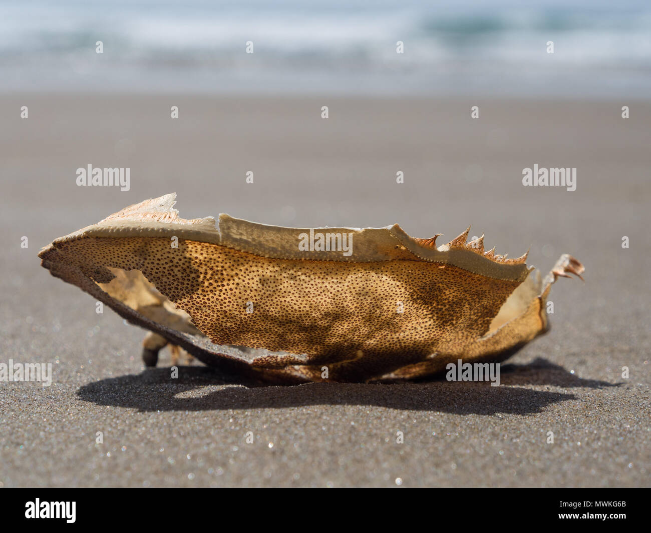 Leere crab Shell auf Crescent Beach Oregon im Sonnenlicht sehr nah mit verschwommenen Hintergrund Stockfoto