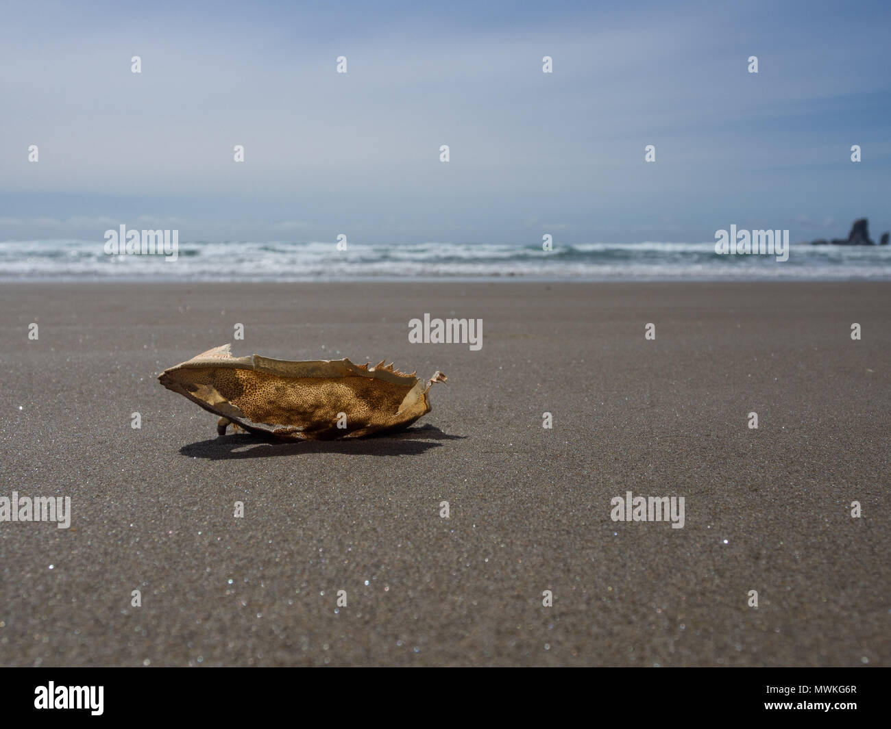 Single crab Shell auf Crescent Beach Oregon scharf mit Wellen im Hintergrund Stockfoto