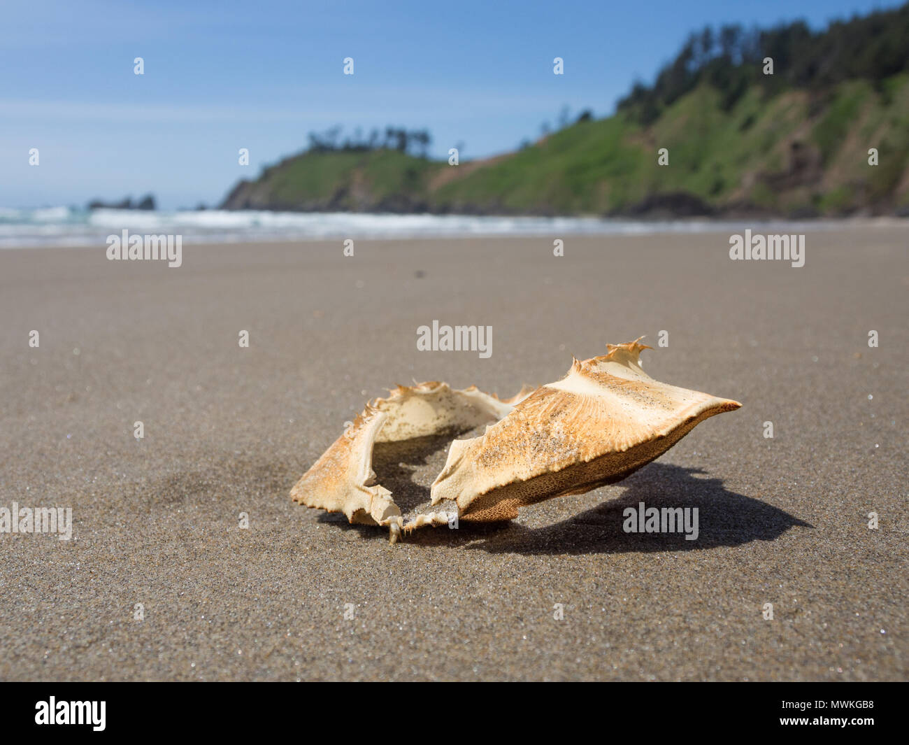 Leere crab Shell auf Crescent Beach Oregon im Sonnenlicht Nahaufnahme Stockfoto